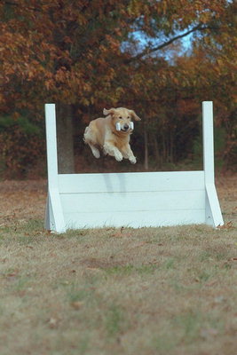 Прыжек пса через барьер