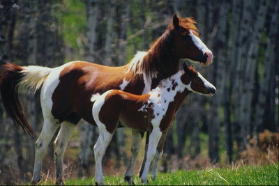 Лошади в коричнево-белом цвете