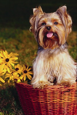 Маленький пес в бежевом и коричневом цвете в корзине с желтыми цветами
