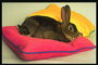 Кролик лежит на красной подушке