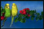 Два волнистых попугая сидят на ветке