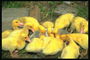 Группа жёлтых утят едят из миски