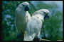 Два белых попугая сидят на ветке