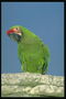 Зелёный попугай
