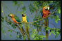 Группа попугаев сидят на дереве