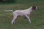 Белая собака на поле