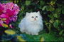 Белый пушистый кот с голубыми глазами среди цветов