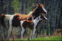 Лошади в коричнево-белом цвете