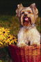 Маленький пес в бежевом и коричневом цвете в корзине с желтыми цветами