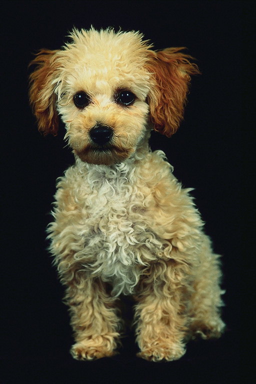 Лохматый пес с ушами коричневого цвета