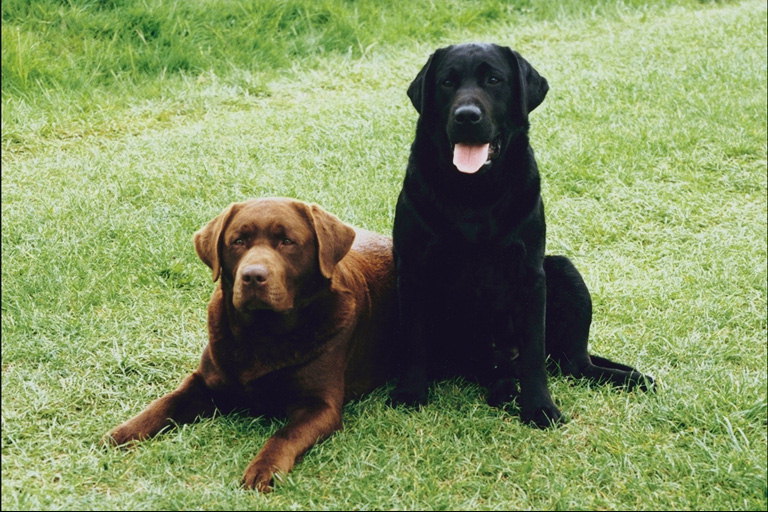 Темно-коричневый и черный псы