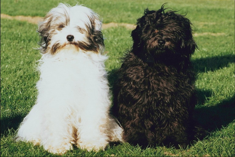 Пушистые собаки. Черная и пепельно-белая