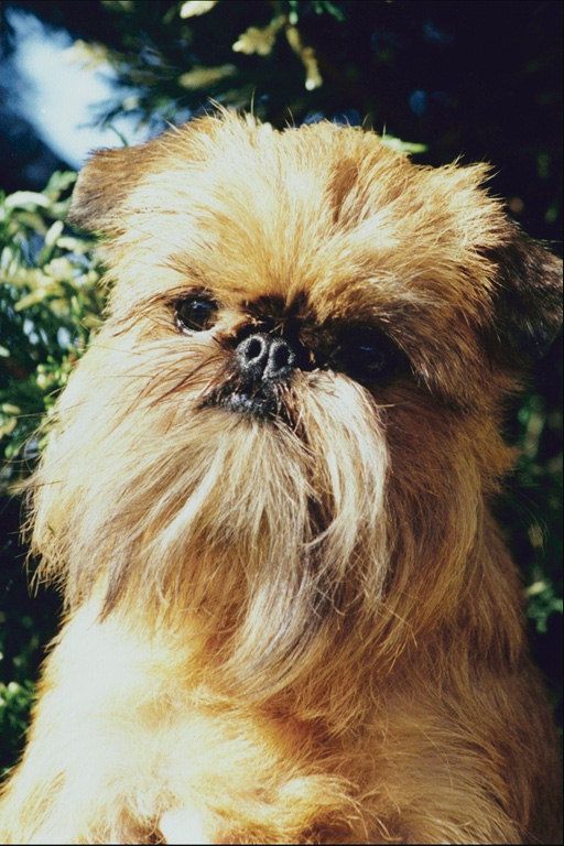 Пес светло-коричневой окраски с маленьким носом