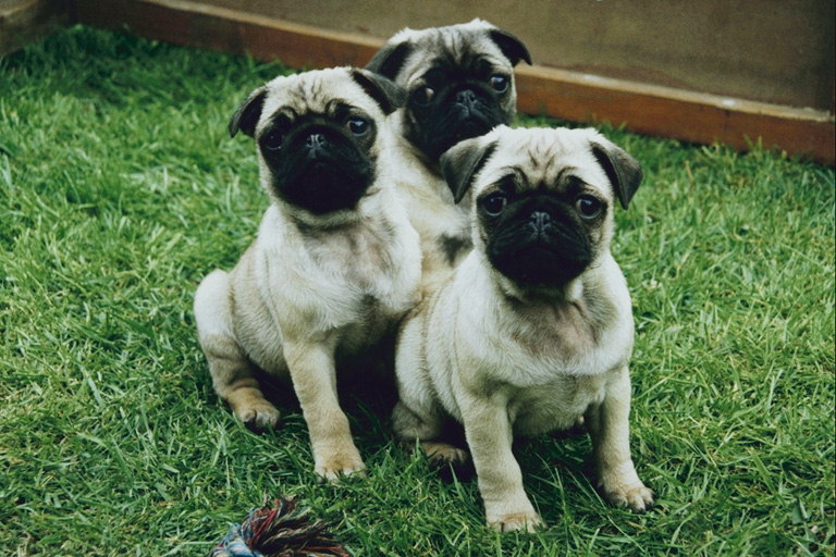 Трое щенков на лужайке