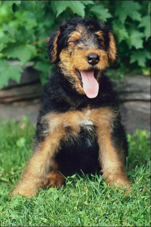 Лохматый пес с коричневой и черной окраской шерсти