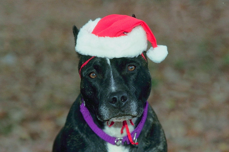Пес с фиолетовым ошейником и красной шапкой Санта-Клауса