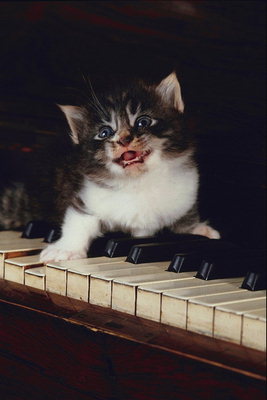 Котенок-пианист