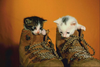 Котята в  ботинках