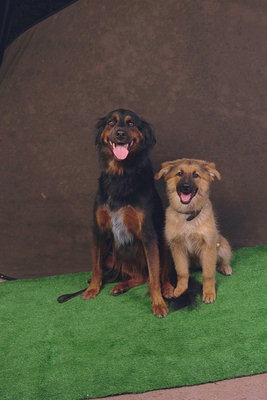 Черный пес с коричневыми пятнами, светло-коричневый пес