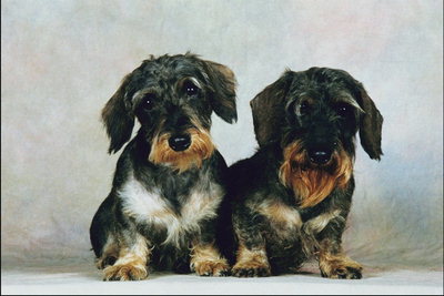 Собаки с чероной окраской шерсти. Белые пятна на шее