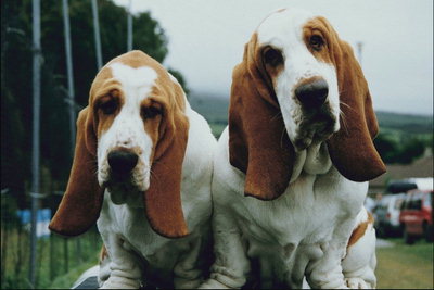 Собаки с длинными ушами и мордами