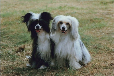Собаки с лохматой шерстью