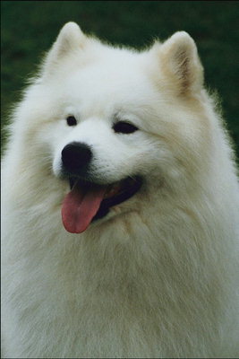 Пес белого цвета