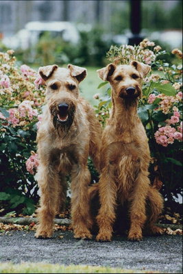 Собаки с длинными шеями и худыми лапами возле светло-розовых роз