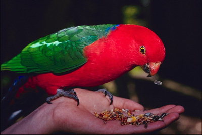 Попугай с красно-зеленый оперением