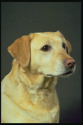 Светло-рыжий пес с коричневым носом