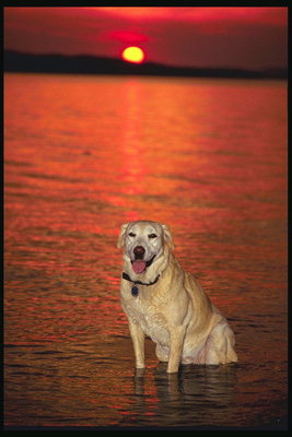 Пес на берегу реки в лучах заходящего солнца