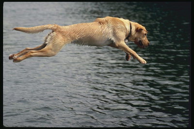 Пес в полете. Прыжок в воду