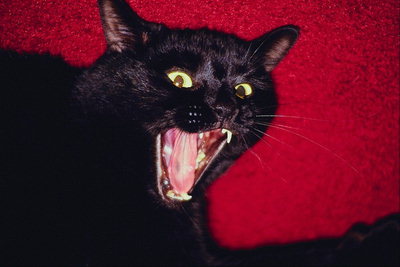 Острые зубы черной кошки 