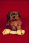 Темно-коричневой расцветки пес возле косточки с ткани