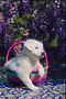 Белый щенок в розовой корзине