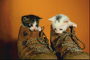 Котята в  ботинках
