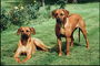 Собаки на лужайке
