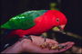 Попугай с красно-зеленый оперением