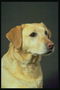 Светло-рыжий пес с коричневым носом