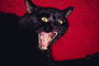 Острые зубы черной кошки 