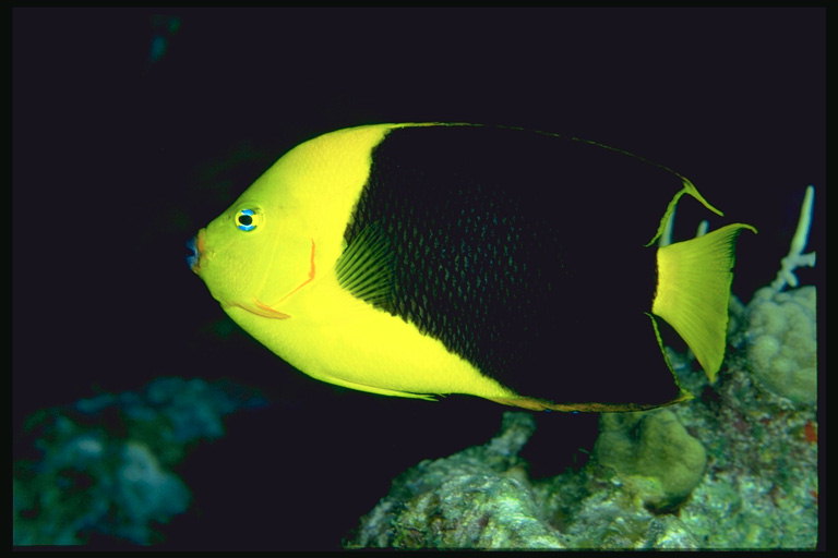Рыба ярко-желтого цвета с черной спиной и розовым ободком вокруг губ
