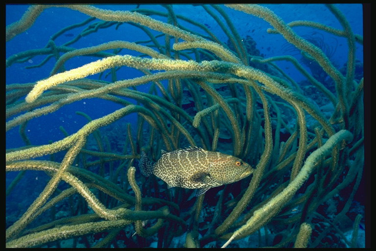 Тигровой окраски рыба среди водорослей