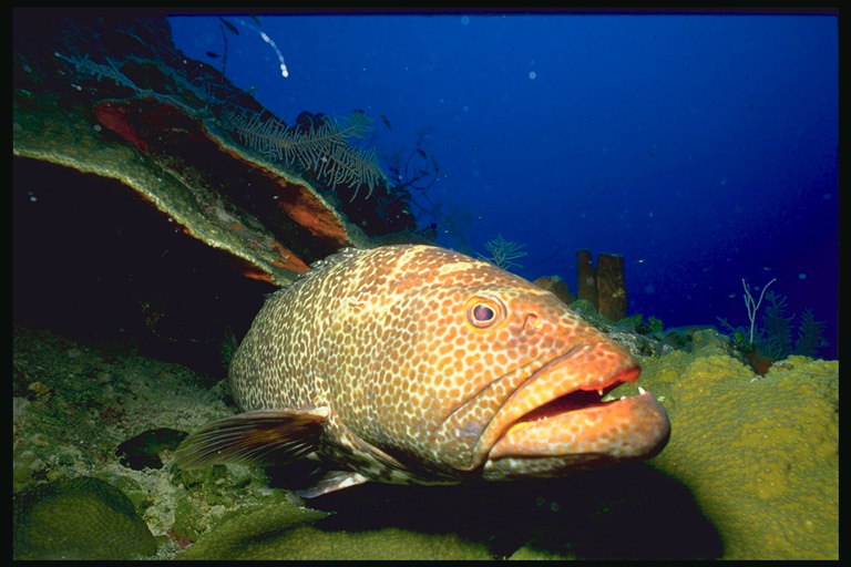 Рыба с оранжевой окраски в пятнах с острыми зубами