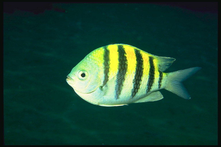 Рыба с ярко-желтой спиной