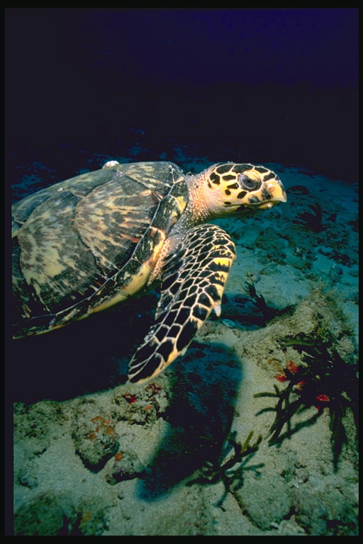 Черепаха с темно-коричневыми пятнами на голове 