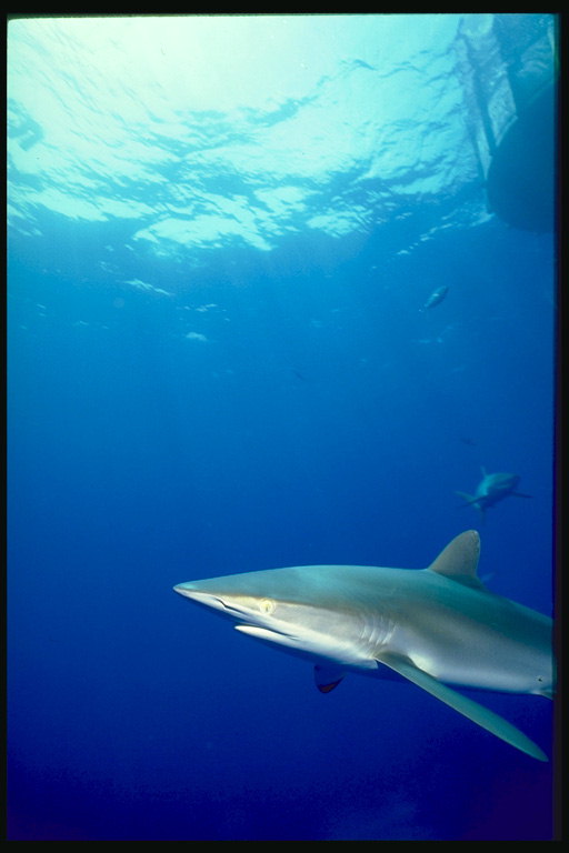Длинный нос акулы
