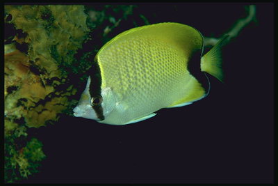 Рыба лимонного цвета с черными полосами