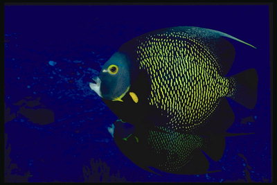 Рыба с черного цвета с желтым оттенком чешуи