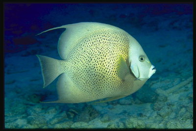 Рыба круглой формы, светло-желтого оттенка в золотистых пятнах