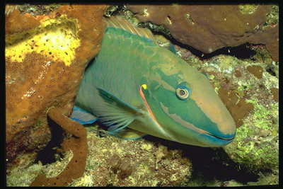 Рыба зеленоватого цвета среди камней